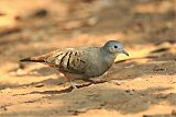 Ruddy Ground Dove